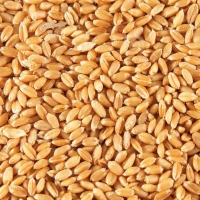 Пшеница твердая фас.1 кг 1/1